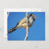 Carte Postale Cactus Wren (Devant / Derrière)
