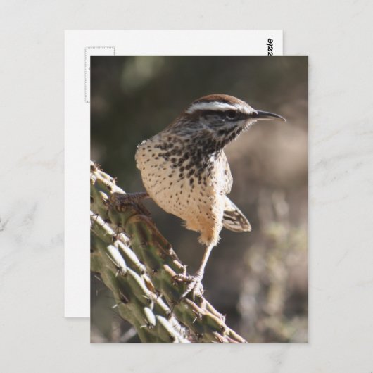 Carte postale Cactus Wren (Devant / Derrière)