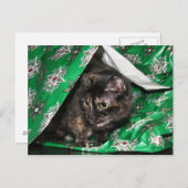 Carte Postale Cadeau enveloppé tortue (Devant / Derrière)