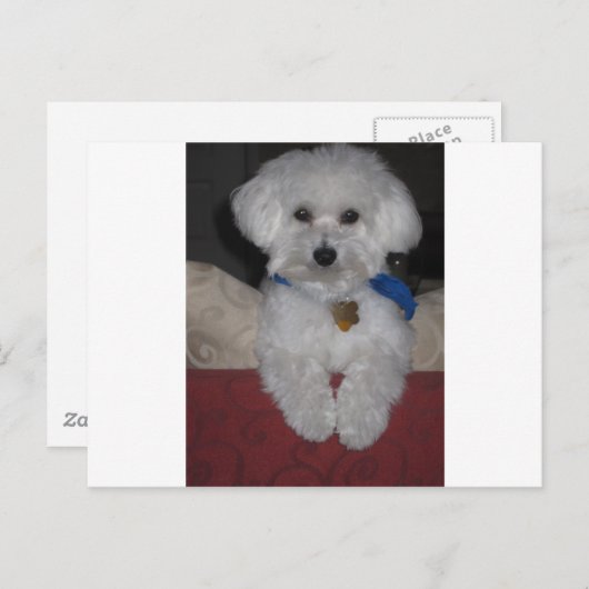 Carte Postale Cadeau maltais (Devant / Derrière)