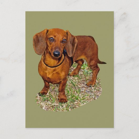 Carte Postale Cadeau miniature Dachshund (Devant)