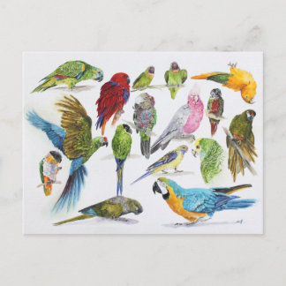 Carte Postale Cadeau pour les amateurs de perroquets partout