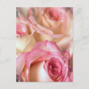 Carte Postale Cadeau Roses Roses Roses Roses Roses Rose