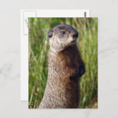 Carte Postale Cadeaux de marmottes à ventre jaune (Devant / Derrière)