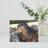 Carte Postale Cadeaux de marmottes à ventre jaune (Debout devant)