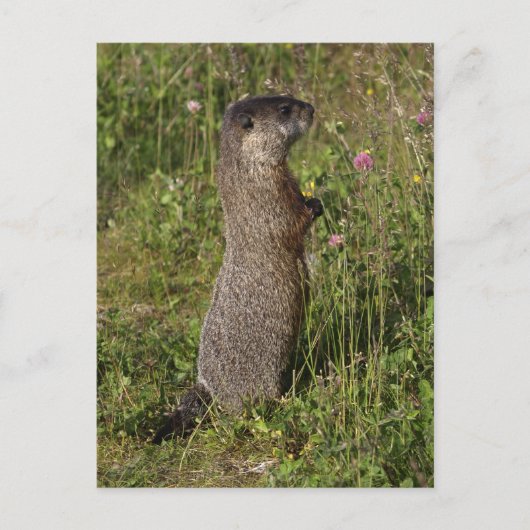 Carte Postale Cadeaux de marmottes à ventre jaune (Devant)