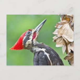 Carte Postale Cadeaux de vêtements de profil de Pic épeiche juvé