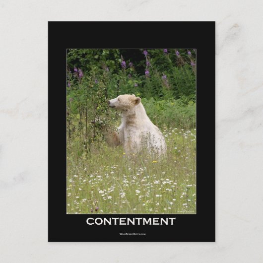 Carte Postale Cadeaux d'ours d'esprit (Devant)
