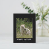 Carte Postale Cadeaux d'ours d'esprit (Debout devant)