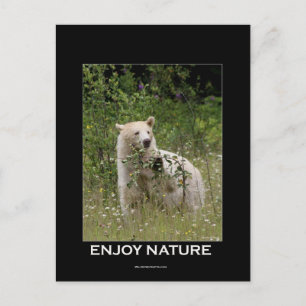 Carte Postale Cadeaux d'ours d'esprit