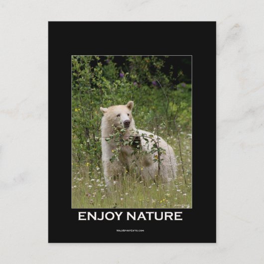 Carte Postale Cadeaux d'ours d'esprit (Devant)