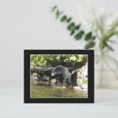 Carte Postale Cadeaux d'ours Noir "Saumon Spots" (Debout devant)