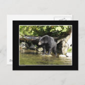 Carte Postale Cadeaux d'ours Noir "Saumon Spots" (Devant / Derrière)