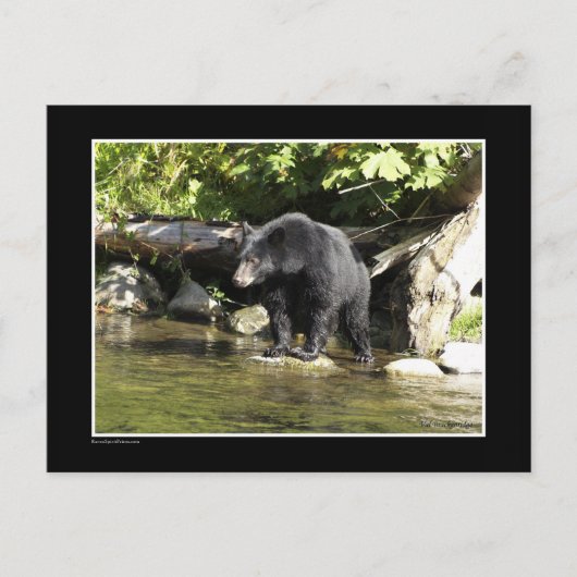 Carte Postale Cadeaux d'ours Noir "Saumon Spots" (Devant)