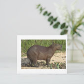 Carte Postale Cadeaux et Tee - shirts Capybara personnalisables  (Debout devant)