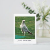 Carte Postale Cadeaux Rare White Raven (Debout devant)