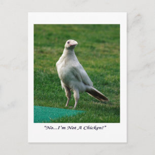 Carte Postale Cadeaux Rare White Raven