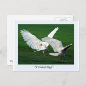 Carte Postale Cadeaux Rare White Raven (Devant / Derrière)