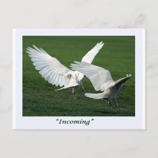 Carte Postale Cadeaux Rare White Raven (Devant)