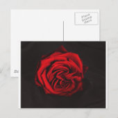 Carte Postale Cadeaux Red Rose (Devant / Derrière)
