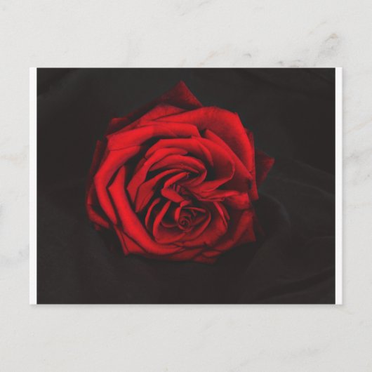 Carte Postale Cadeaux Red Rose (Devant)