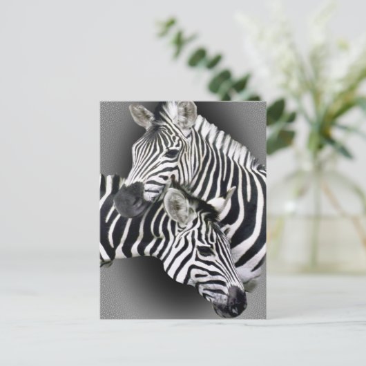 Carte Postale Cadeaux Zebra Entwins (Debout devant)