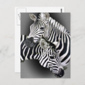 Carte Postale Cadeaux Zebra Entwins (Devant / Derrière)