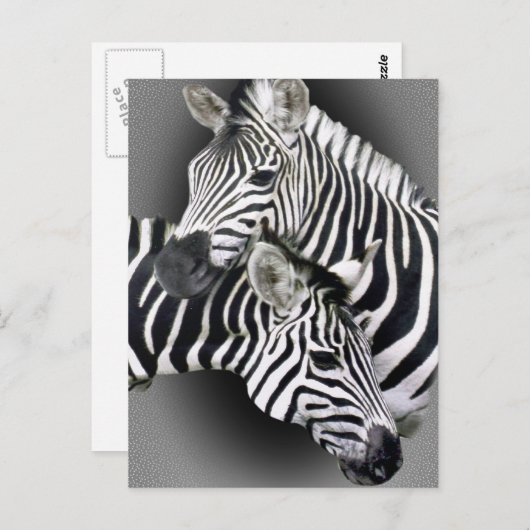 Carte Postale Cadeaux Zebra Entwins (Devant / Derrière)