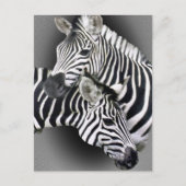 Carte Postale Cadeaux Zebra Entwins (Devant)
