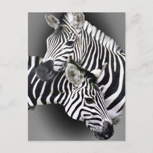 Carte Postale Cadeaux Zebra Entwins (Devant)