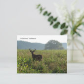 Carte Postale Cades Cove, Tennessee (Debout devant)