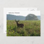 Carte Postale Cades Cove, Tennessee (Devant / Derrière)