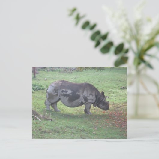 CARTE POSTALE CAE5ULC1 (Debout devant)