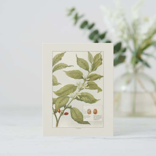 Carte Postale Café (Debout devant)