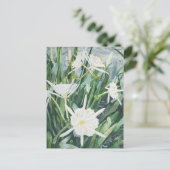 Carte postale Cahaba Lilies (Debout devant)