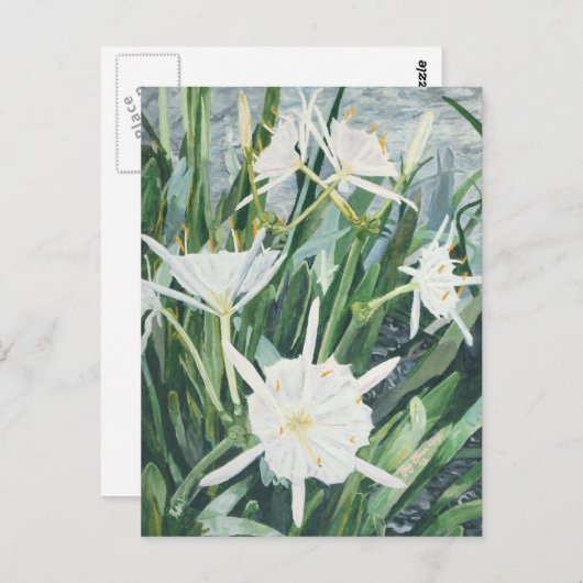 Carte postale Cahaba Lilies (Devant / Derrière)