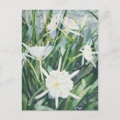 Carte postale Cahaba Lilies (Devant)