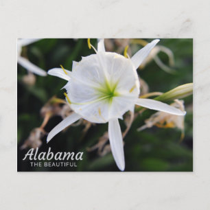 Carte postale Cahaba Lily