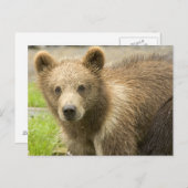 Carte Postale Cahorro de Oso Pardo (Devant / Derrière)