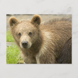 Carte Postale Cahorro de Oso Pardo