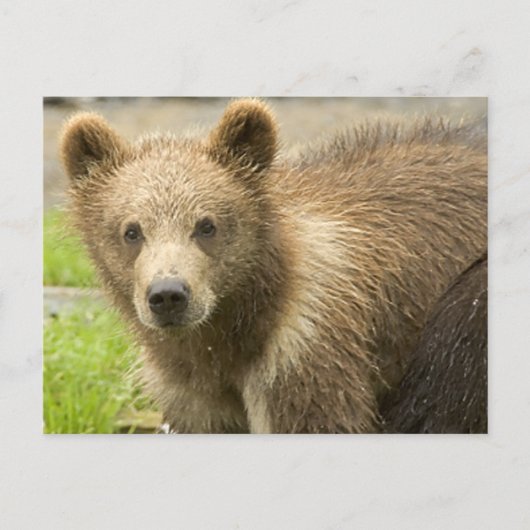 Carte Postale Cahorro de Oso Pardo (Devant)