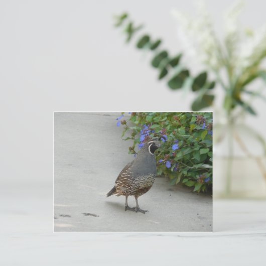 Carte Postale caille (Debout devant)