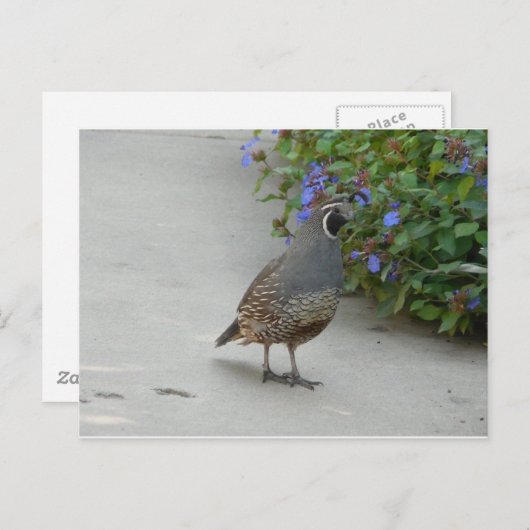 Carte Postale caille (Devant / Derrière)