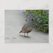 Carte Postale caille (Devant)