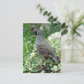 Carte Postale Caille de Californie (Debout devant)