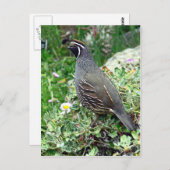 Carte Postale Caille de Californie (Devant / Derrière)