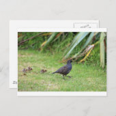 Carte Postale Caille de Californie (Devant / Derrière)