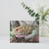 Carte Postale Caiman Lizard # 1 (Debout devant)