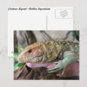 Carte Postale Caiman Lizard # 1 (Devant / Derrière)