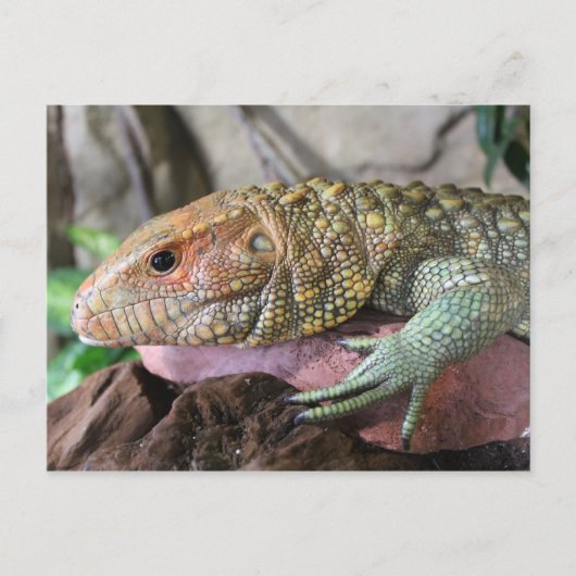 Carte Postale Caiman Lizard # 1 (Devant)